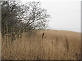 NX9967 : Reedbed and Willow by the estuary by M J Richardson