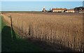 TG0443 : Cley across the reedbeds by Derek Harper