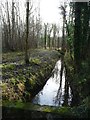 SE5533 : Main Drain, Bishop Wood, looking downstream by Christine Johnstone