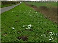 SK9210 : A plethora of snowdrops by Alan Murray-Rust