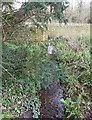 SZ7798 : Stream in West Wittering - view upstream by Rob Farrow