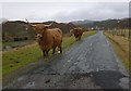 NG7831 : Highland cattle, by the Duirinish road by Craig Wallace