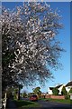 SX8965 : Cherry blossom, Shiphay Avenue, Torquay by Derek Harper