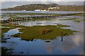 SH6036 : Incoming tide on the Dwyryd Estuary by Arthur C Harris