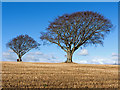 NH6363 : Beech trees by St Martins by Julian Paren