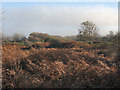 SS8677 : Merthyr Mawr Warren in autumn by eswales