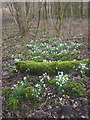 SD4776 : Snowdrops by Hawes Water by Karl and Ali