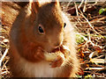 SD2708 : Red Squirrel Feeding by David Dixon