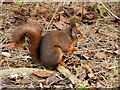 SD2708 : Red Squirrel at Formby by David Dixon