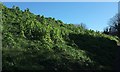 SX9065 : Alexanders, Stantaway Hill by Derek Harper