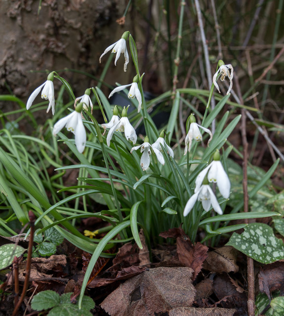 Snowdrops, London N14