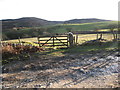 SJ1564 : Grazing fields in The Clwydian hills by Maggie Cox