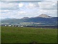 NS6394 : Sheep near Kippen by Richard Webb