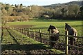 ST7761 : Grazing land, Midford Brook valley by Derek Harper