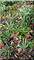 TQ2997 : Snowdrops, Water Garden, Trent Park, Enfield by Christine Matthews