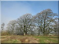 NT1951 : Beech trees at Whitmuir by M J Richardson