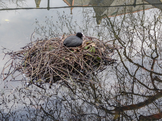 Coot's Nest, New River Loop, Gentleman's Row, Enfield