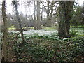 TM3160 : Snowdrops in the grounds of Parham Hall by Marathon