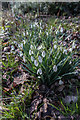 TQ2997 : Snowdrops in Water Garden, Trent Park, Cockfosters by Christine Matthews