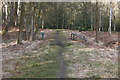 SU8964 : Queen's Wood near Bagshot by Alan Hunt