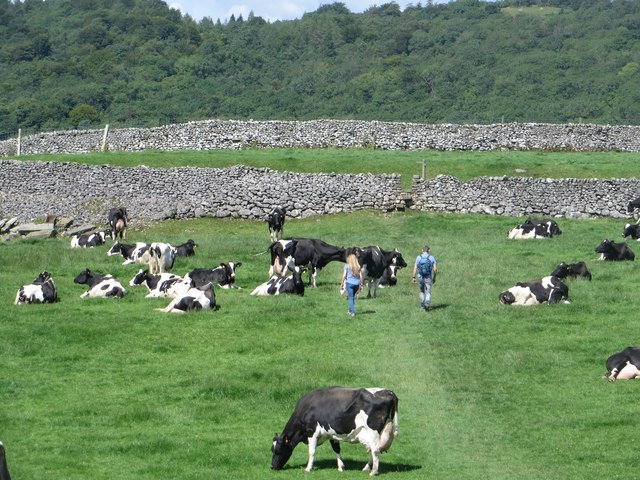 Dodging cows on the Dales Way