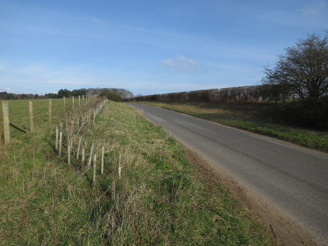 New hedge by Red Barn Lane