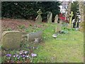 SJ7560 : Spring flowers in St Mary's churchyard by Stephen Craven