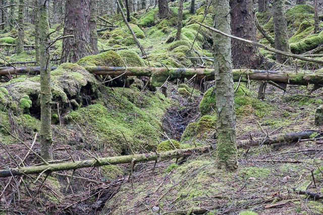 Within Reraig Forest