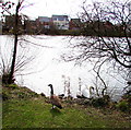 SS8277 : Canada goose and swan at the edge of Meadow Lake, Newton by Jaggery