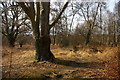 TQ4399 : Epping Forest, at Jack's Hill (set of 2 images) by Christopher Hilton