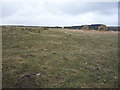 NZ0152 : Grazing, Cronkley Bank by JThomas