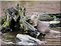 SD4214 : Asian Short-Clawed Otter (Amblonyx cinerea) at Martin Mere Wetland Centre by David Dixon