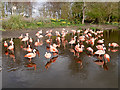 SD4314 : Martin Mere Wetland Centre, Chilean Flamingos (Phoenicopterus chilensis) by David Dixon