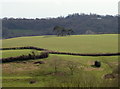 ST7571 : A stand of trees on a hilltop by Neil Owen