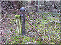 NJ3263 : Old railway fence strainer post by valenta