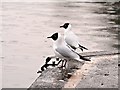 SO0660 : Black Headed Gulls at Llandrindod Lake by David Dixon