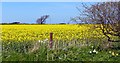 SD3508 : Field of rapeseed (Brassica napus) in the next square by Norman Caesar