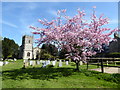 SU0091 : Cherry tree in flower, St. Leonard's churchyard, Upper Minety by Vieve Forward