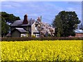 SD3201 : Cottage Farm and rapeseed (Brassica napus) by Norman Caesar