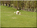 SD7807 : Sheep in Field near the Canal by David Dixon