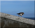 TG1543 : Turnstone in Sheringham by Hugh Venables