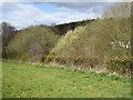 SY0990 : Trees bursting into leaf by River Otter, Harpford by David Smith