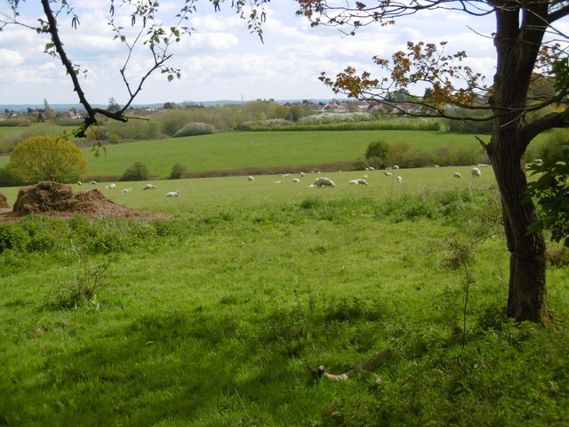 Sheep and lambs at Woodlands Farm