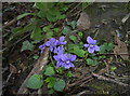 ST5766 : Violets by the spring by Neil Owen