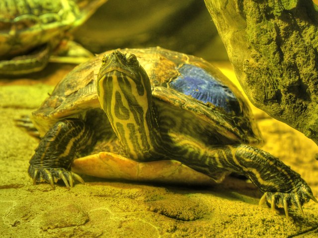 Turtle at Manchester Sealife Centre