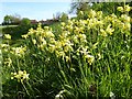 SO8942 : Cowslips by Philip Halling