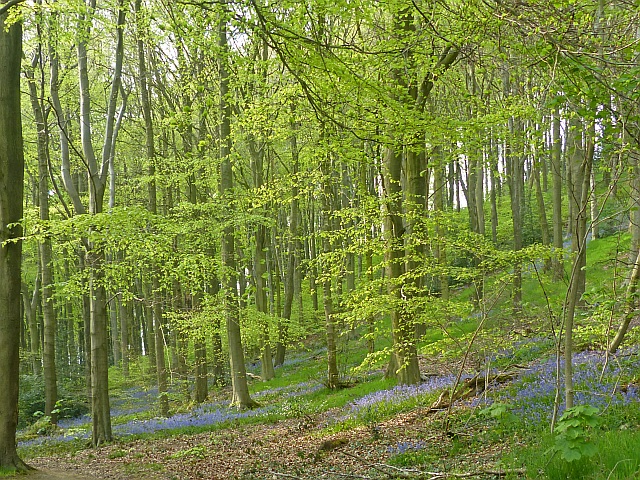 Bluebells, Linacre Reservoirs