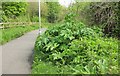 SX9066 : Giant Hogweed near Barton landfill by Derek Harper