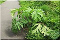 SX9066 : Giant Hogweed near Barton landfill by Derek Harper