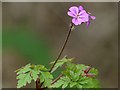 SK3372 : Herb-Robert, Linacre Reservoirs by Robin Drayton